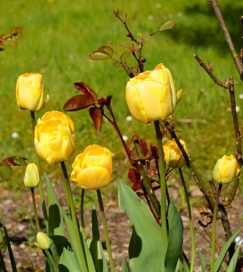 tulips flowers spring