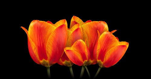 tulips bouquet flower