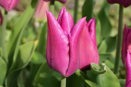 tulips flower blossom