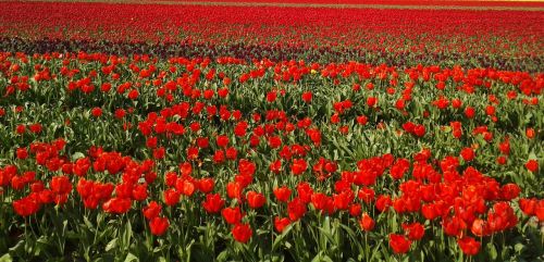 tulips field tulip field