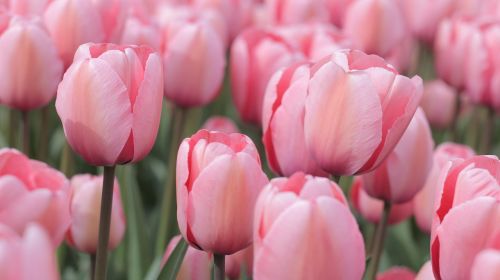 tulips pink field