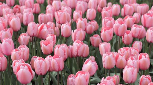 tulips pink field