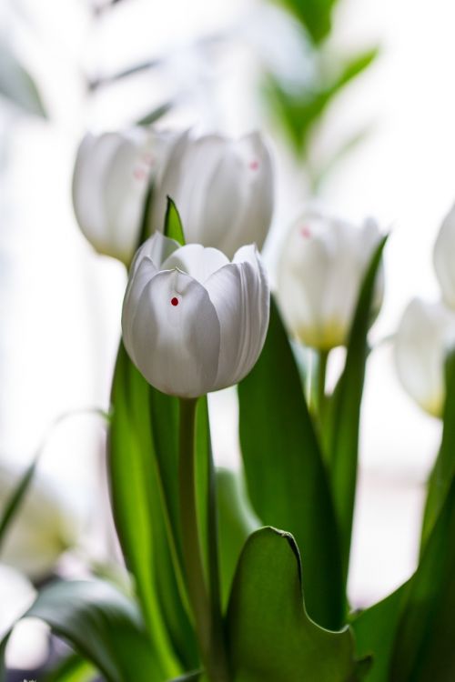 tulips spring flower