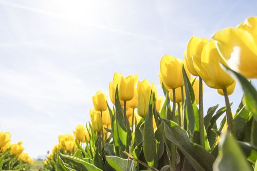 tulips netherlands flowers