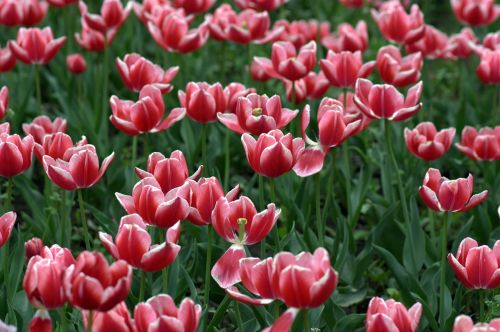 tulips red camp