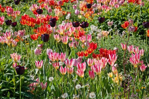 tulips bloom spring