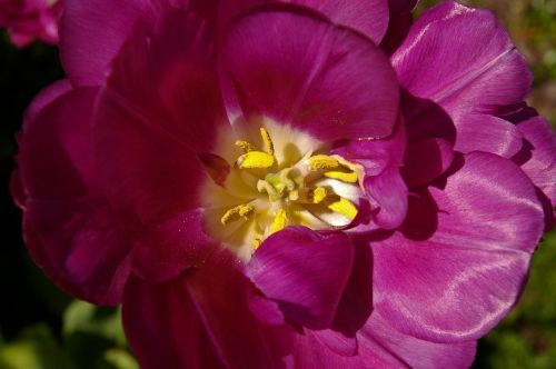 tulips purple tulips purple