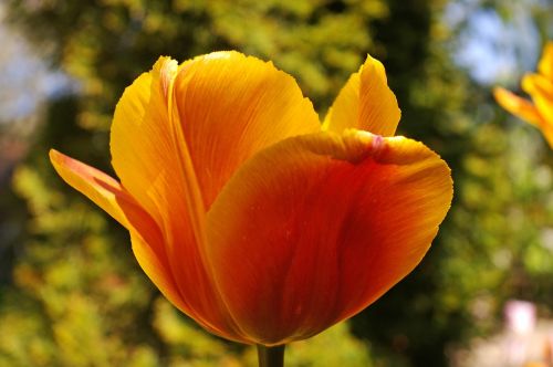 tulips yellow tumor orange tulip