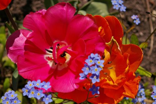 tulips orange tulips pink