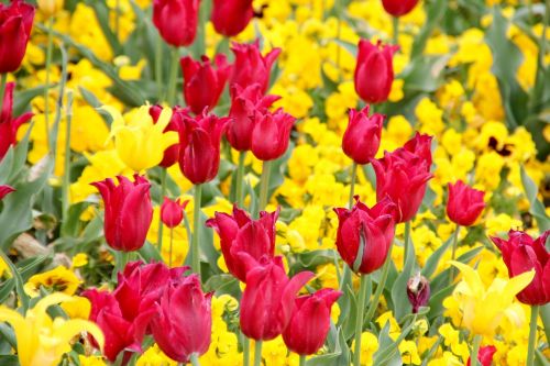 tulips holland flowers