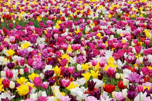 tulips tulip field tulpenbluete