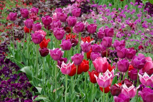 tulips tulipa tulpenzwiebel