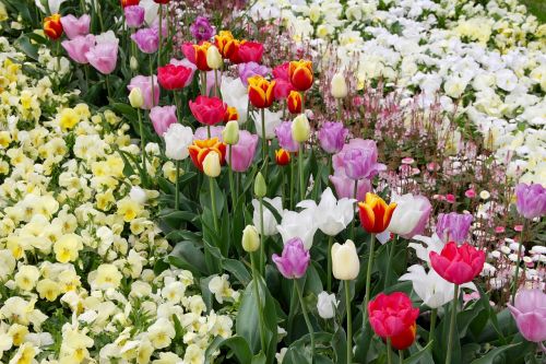 tulips tulipa tulpenzwiebel