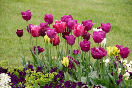 tulips tulipa tulpenzwiebel