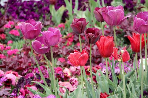 tulips tulipa tulpenzwiebel
