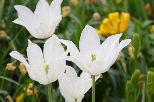 tulips white flower