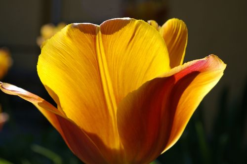 tulips yellow tumor orange tulip