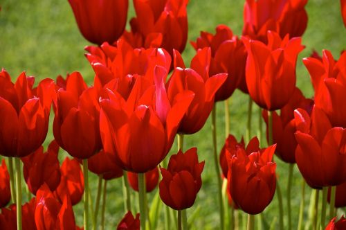 tulips red spring