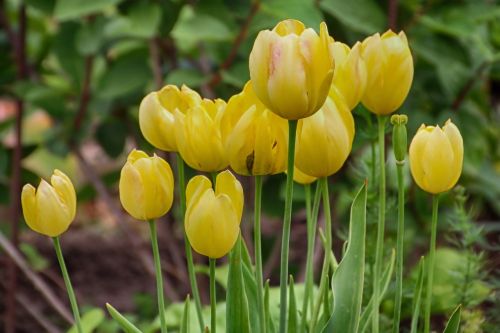 tulips yellow flowers