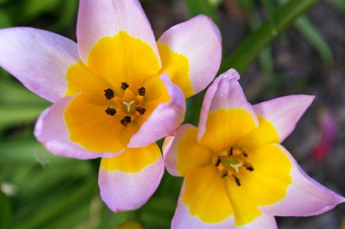 tulips yellow tumor bicolor tulip