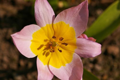 tulips yellow tumor bicolor tulip