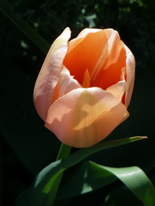tulips peach petals