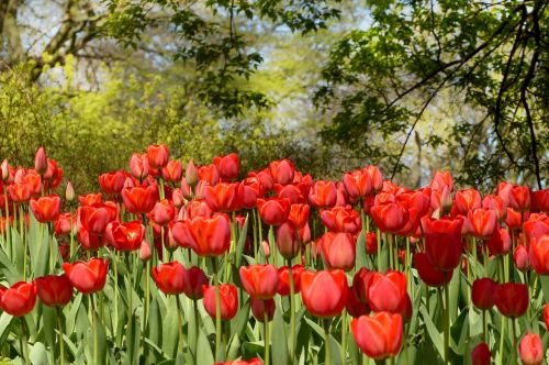 tulips red flower