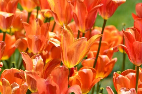 tulips orange flowers