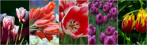 tulips flowers flower collage