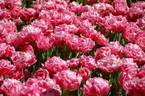 tulips flowers amsterdam