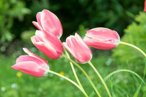 tulips flowers nature