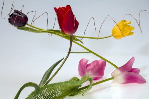 tulips flowers wire