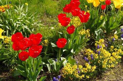 tulips spring garden