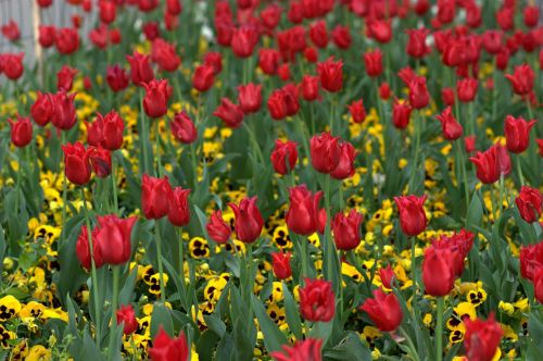 tulips flowers supplies