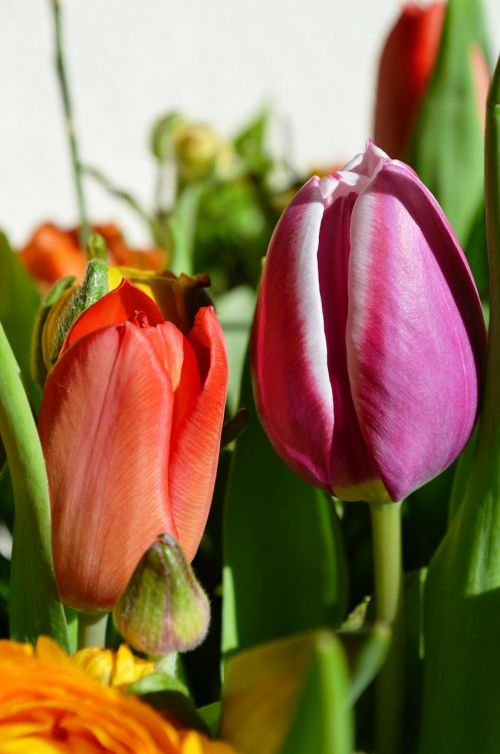 tulips flowers holland