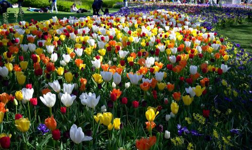 tulips park flowers