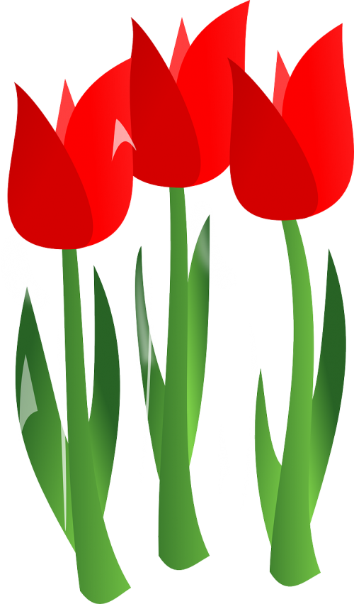 tulips flowers red