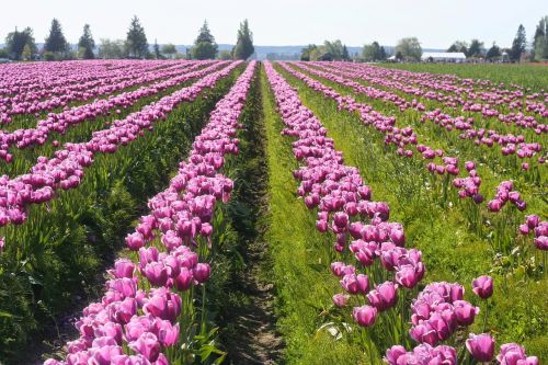 tulips purple field