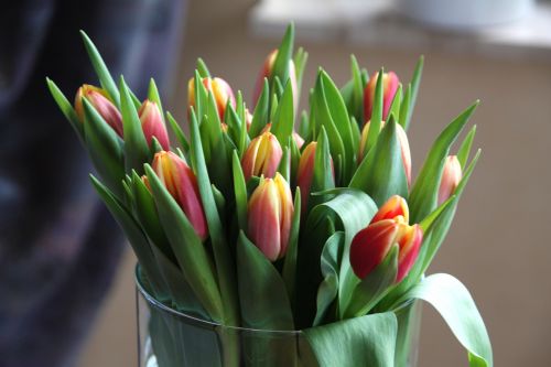 tulips flowers leaves