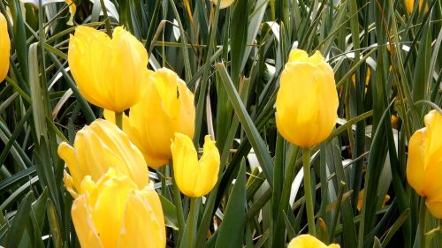 tulips yellow flowers