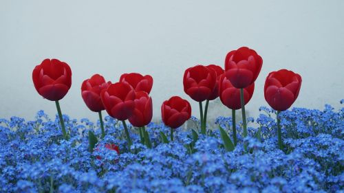 tulips forget me not flowers