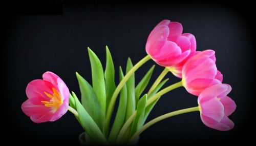 tulips pink flower