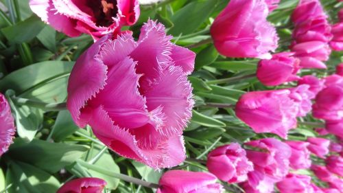 tulips netherlands flower spring