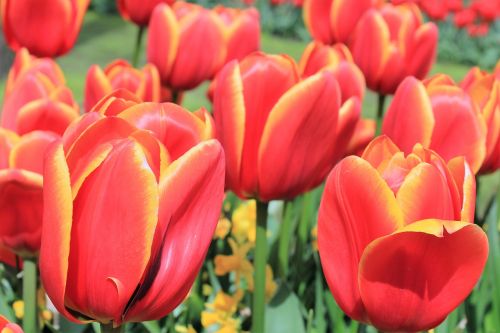 tulips flowers handsomely