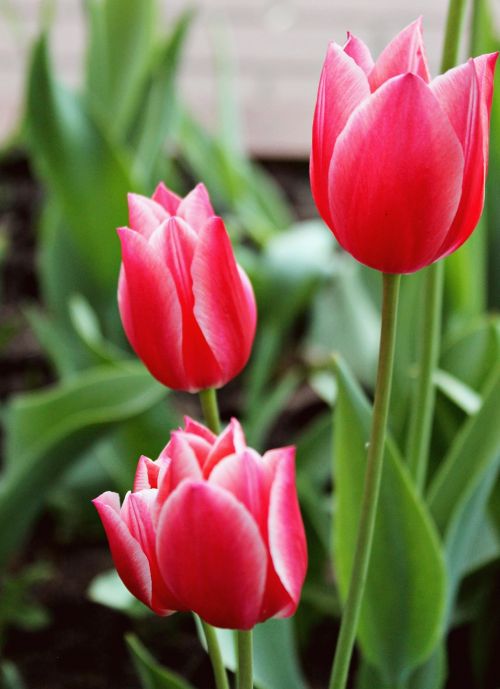 tulips spring flowers