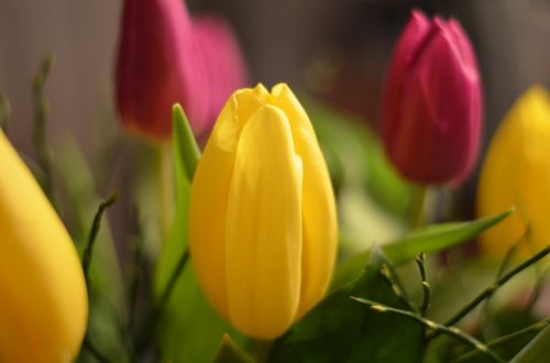 tulips flowers red