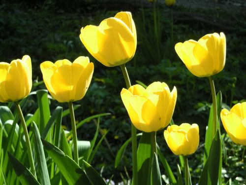 tulips yellow flowers spring