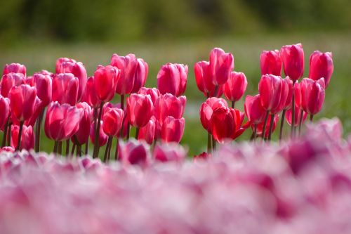 tulips flower holland