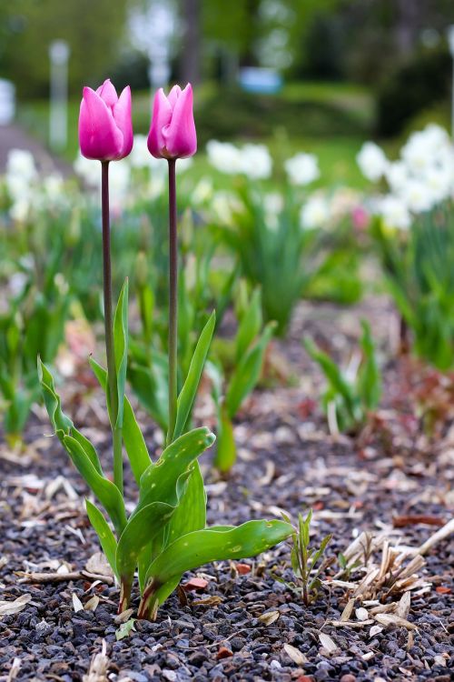 tulips flowers blossom