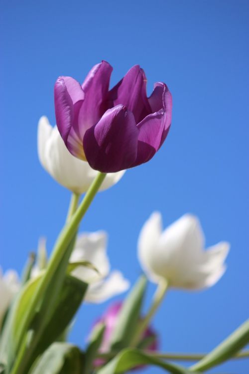 tulips purple flower